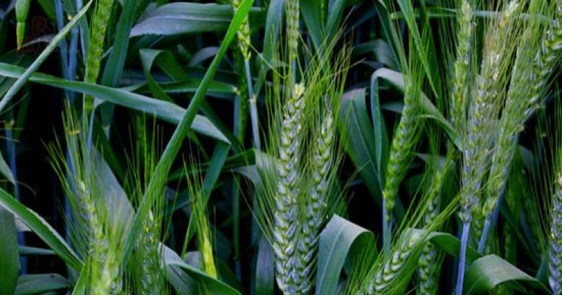 عليوه يكشف استعدادات محافظة أسيوط لزراعة القمح