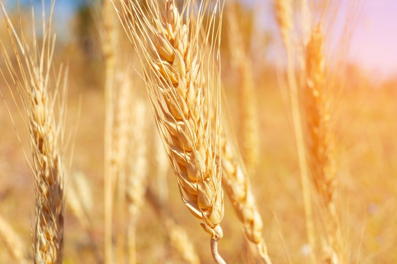 علاقة توقيت الزراعة بحجم انتاج محصول القمح الجديد