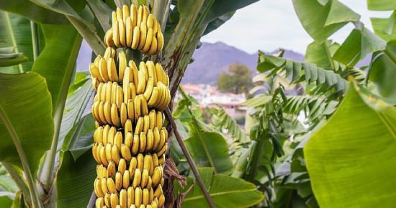 لضمان الإنتاجية.. توصيات هامة لمزارعي الموز في هذه الأيام