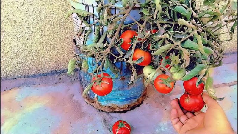 مشروعك عندنا.. إزاي تزرع سطح منزلك طماطم