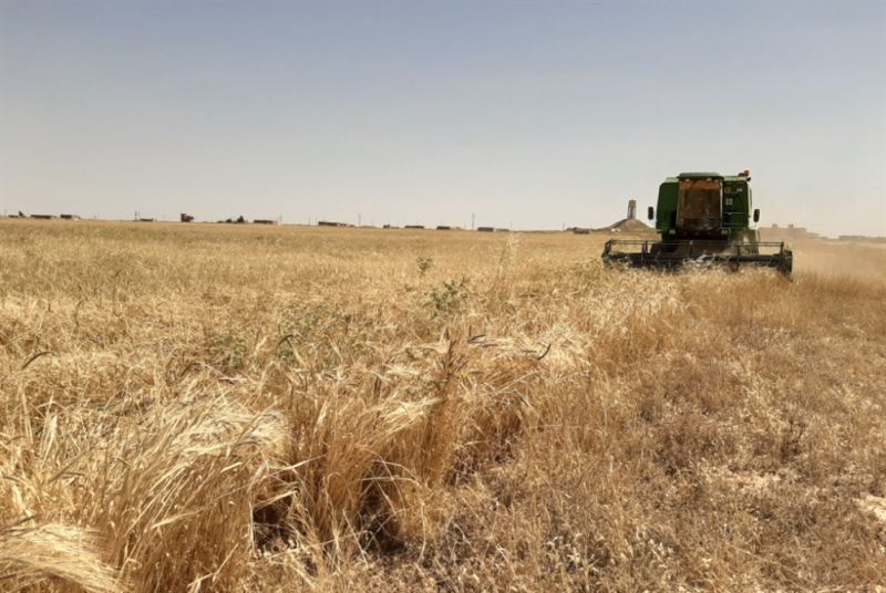 حالة طوارئ بوزارة الزراعة استعدادًا لمحصول القمح من الزراعة إلى الحصاد