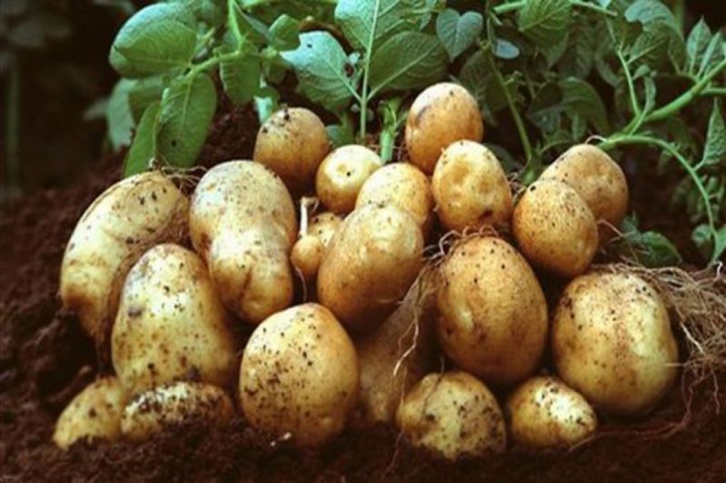 مشروع حصر ومكافحة مرض العفن البني متابعة ورصد لحماية البطاطس