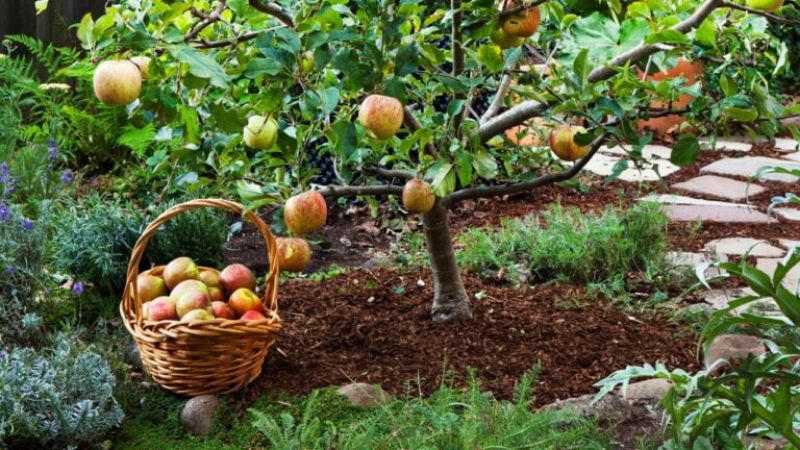 البساتين تتابع حدائق الفاكهة في بعض محافظات الجمهورية