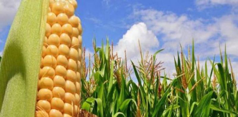 المحاصيل الحلقية.. تحارب التغيرات المناخية لإنتاج الذرة الشامية