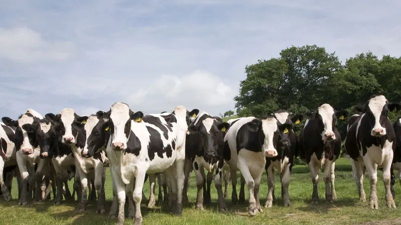 شروط الحصول على 3 أبقار عشار بالتقسيط من وزارة الزراعة