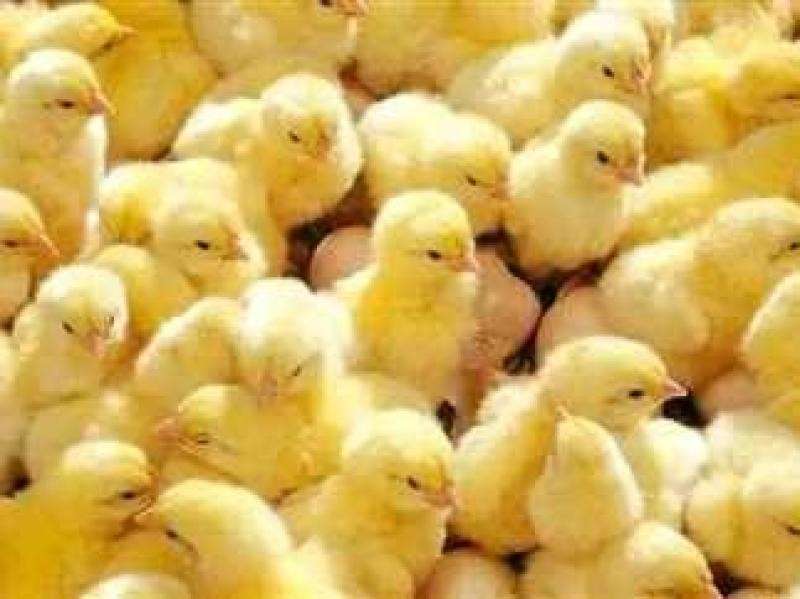 استقرار سعر كرتونة البيض فى المزارع والمحلات اليوم الإثنين 24 - 6 - 2024